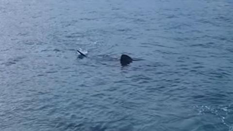 A basking shark spotted on the coast of St Ives
