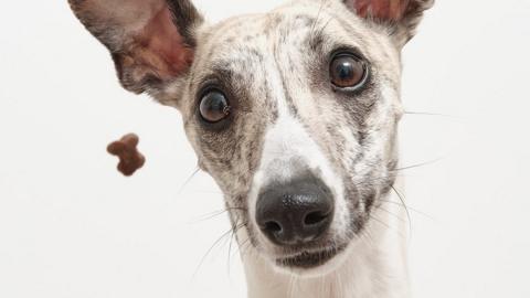 Whippet catching snacks