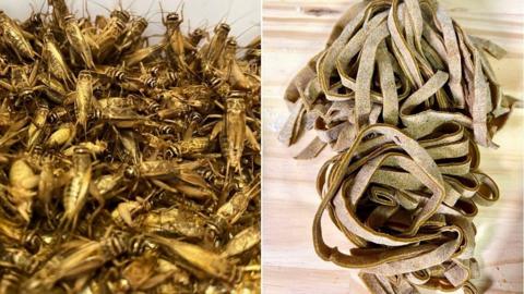 Crickets (L) are crushed and later used in flour to make tagliatelle pasta (R)