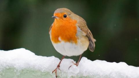 Robin on snow in Cambridge