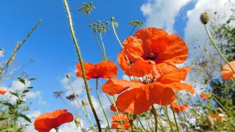 A close up of large red poppy heads sit against blue sky which has some white clouds