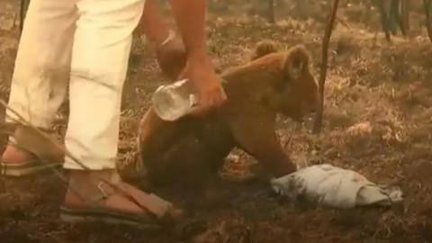 Toni Doherty pours water over burnt koala Lewis