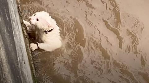 Icicle the cat in the River Bure