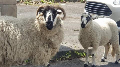Volunteers claim hundreds of hungry and thirsty sheep have come to the town centre from the hills