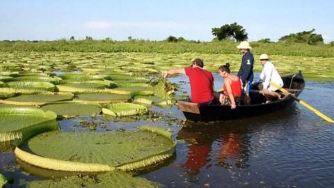 Giant lily pads have reappeared in a Paraguay lagoon, drawing droves of curious tourists.