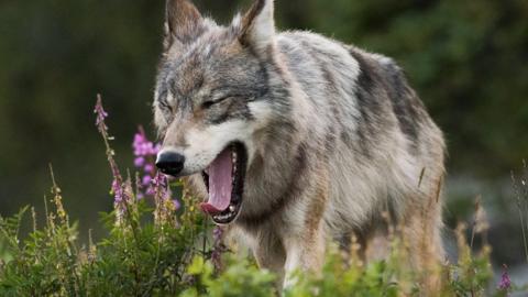 A wolf howling