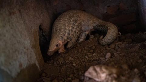 A Chinese pangolin is seen digging a hole at a Vietnamese wildlife rescue centre on 22 June 2020 in Cuc Phuong National Park, Ninh Binh Province, Vietnam