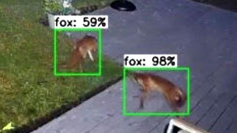 Detected foxes