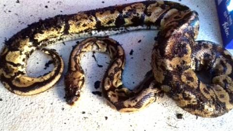 Python found on Musselburgh beach