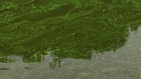 A picture of blue-green algae found in a body of water. It is bright green in colour with a slight swirl in the water.
