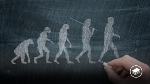 A picture showing evolution in white chalk.