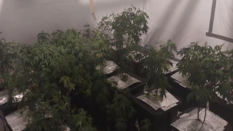 A room full of cannabis plants on little tables.