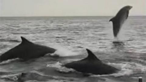 Three grey dolphins in the sea. The one on the right is leaping out of the water while the fins of the other two - left and centre - are visible