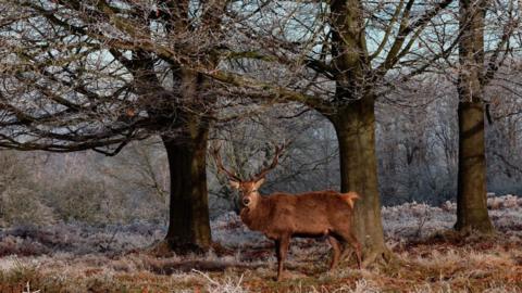 A large red deer stag stands on frosted grass and looks in the direction of the camera. Around it are several large bare trees.