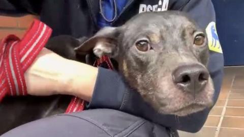 Close up of Spud's face looking at the camera as he is held by an RSPCA officer