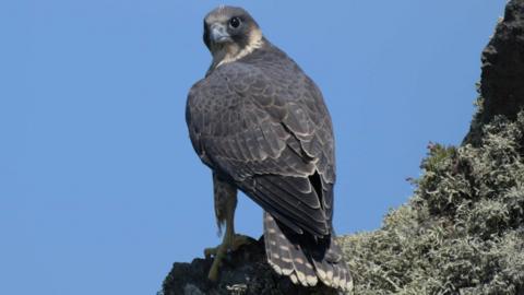 A peregrine falcon is perched on a ledge with its large eyes looking towards the camera. Its muted plumage stands out against the deep blue sky.