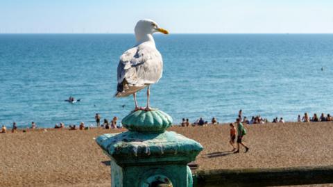 A seagul perches on top of a railing on a seafront. It is looking down on people on a pebble beach.
