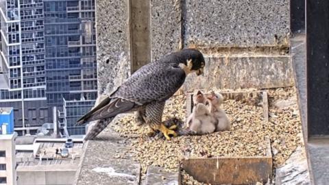 Peregrine falcon feeds three small chicks on top of a building