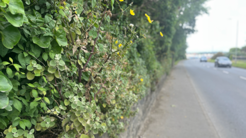 A granite wall with hedgerow plants growing out from the top, with a road and vehicles visible to the right.