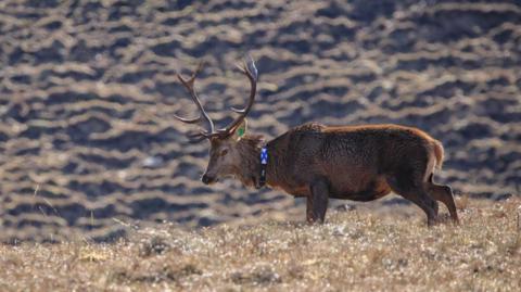 A red deer stag with impressive antlers has been fitted with a GPS collar around its neck. The deer is in sharp focus with the surrounding hillside landscape blurred.
