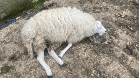 Attacked sheep in Ashdown Forest