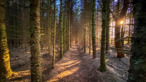 Picture of a dense woodland area on the Isle of Man. Multiple branches stand in front of the camera with the sun poking through.