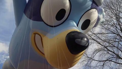 A huge inflated Bluey (a blue dog cartoon character) balloon