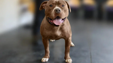 A brown XL bully looks at the camera, standing on the floor.