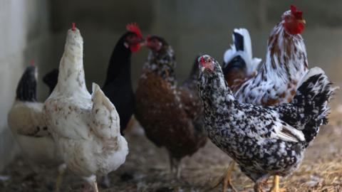 Chickens walking around in a coop. There are six chickens. Some have speckled feathers.
