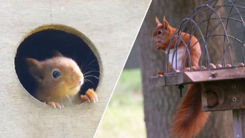 A split image of a red squirrel standing on a podium and peeping out of a hole.