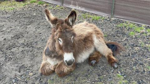 Fluffy brown and white donkey with eyes closed lying on the floor. 