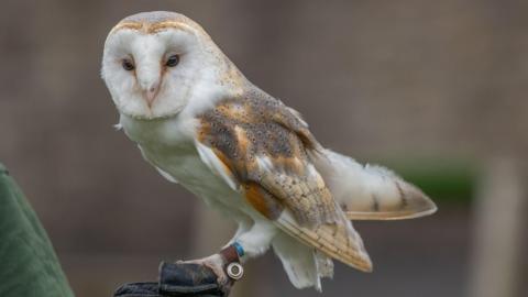 A barn owl perched on a branch