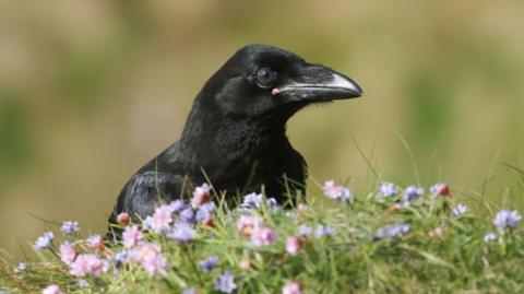 A young raven sitting on a hilltop in Orkney, surrounded by wildflowers