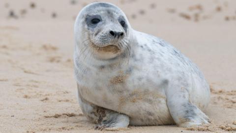 A grey seal pup on the beach. It is sat on the sand of the beach. The seal pup is a pale grey colour with dark grey speckles and has long whiskers.