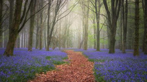 Bluebells on either side of a path through a wood with misty daylight at the end