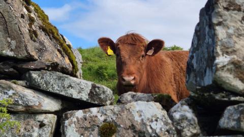 A Highland cow standing outside on a sunny day, looking through a gap in a rocky outcrop.