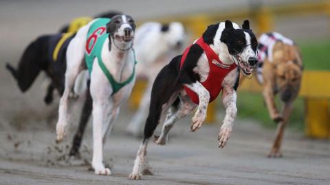 A race during the 2009 Greyhound Auckland Cup