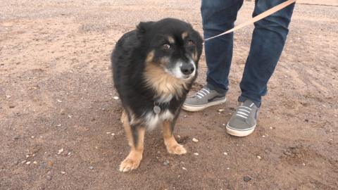 Ralph, a Romanian rescue dog, has long black and brown fur. He is looking at the camera.