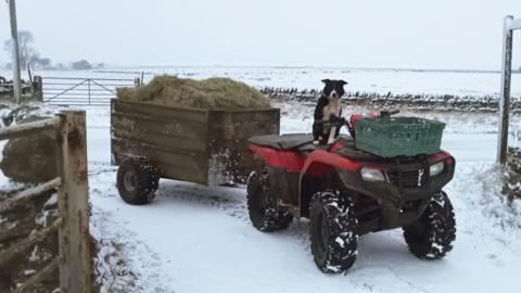 Picture of an open farm gate with a quad bike pulling a trailer of hay. Sheepdog is sitting on quad bike, made to look like it is the driver. Snow covers the ground and fields around.