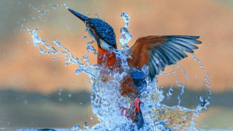 A kingfisher coming out of water. The bird’s body is partially submerged, with droplets and streams of water cascading off its feathers. Its long, pointed beak is angled upward, and the vibrant plumage is visible - blue on the head and wings, rusty orange on the ch