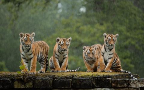 The four tiger cubs exploring the paddock at Longleat Safari Park.