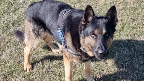 A Golden Shepard dog wearing a police harness. It has black fur coating its back, the top of its head and nose. The underneath of the dog is covered light brown fur. It has golden eyes and is looking towards the camera while stood on a patch of grass. 