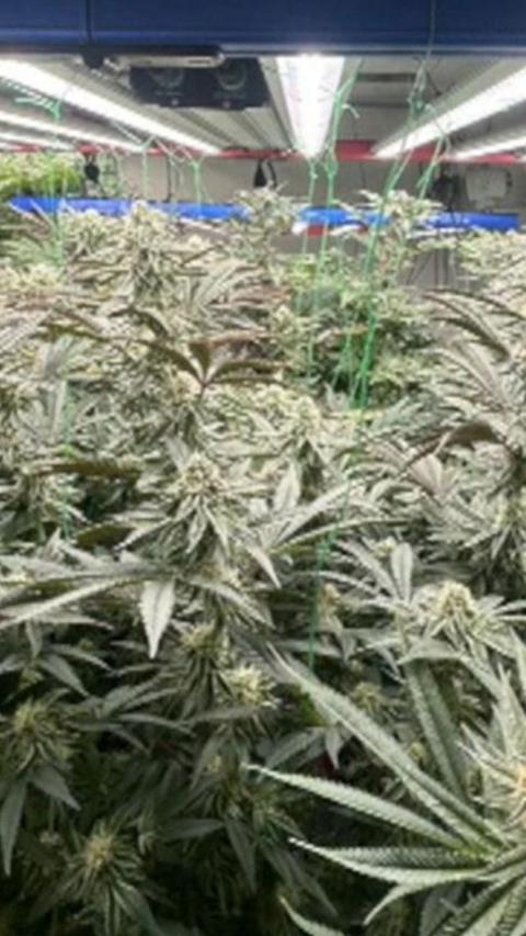 A building filled with cannabis plants growing