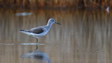 A sandpiper perches on the surface of a lake in Hampshire