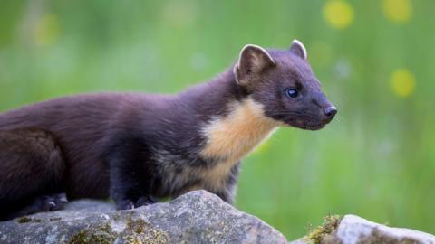 The picture shows a brown pine marten with a light coloured neck and chest sitting on top of a rock.