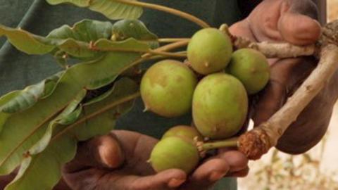 Hands holding the green fruit of a shea nut tree