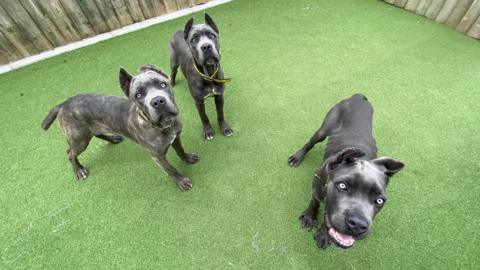 Three Cane Corso dogs stood on astroturf looking at the camera. 