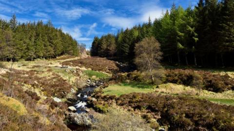 A small stream flowing through south west Scotland with an alleyway of trees around it