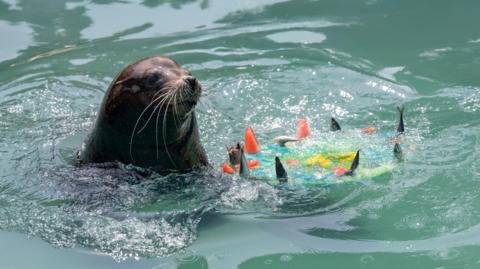 A sea lion in a pool - its head and neck visible above the water. It is next to an icy treat made with fruit and fish, which floats in the water.