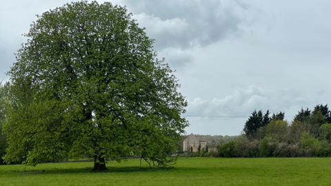 A photograph of a green field with a large tree on the left-hand side. In the distance is a row of trees broken by a house, with white and grey clouds in the sky.